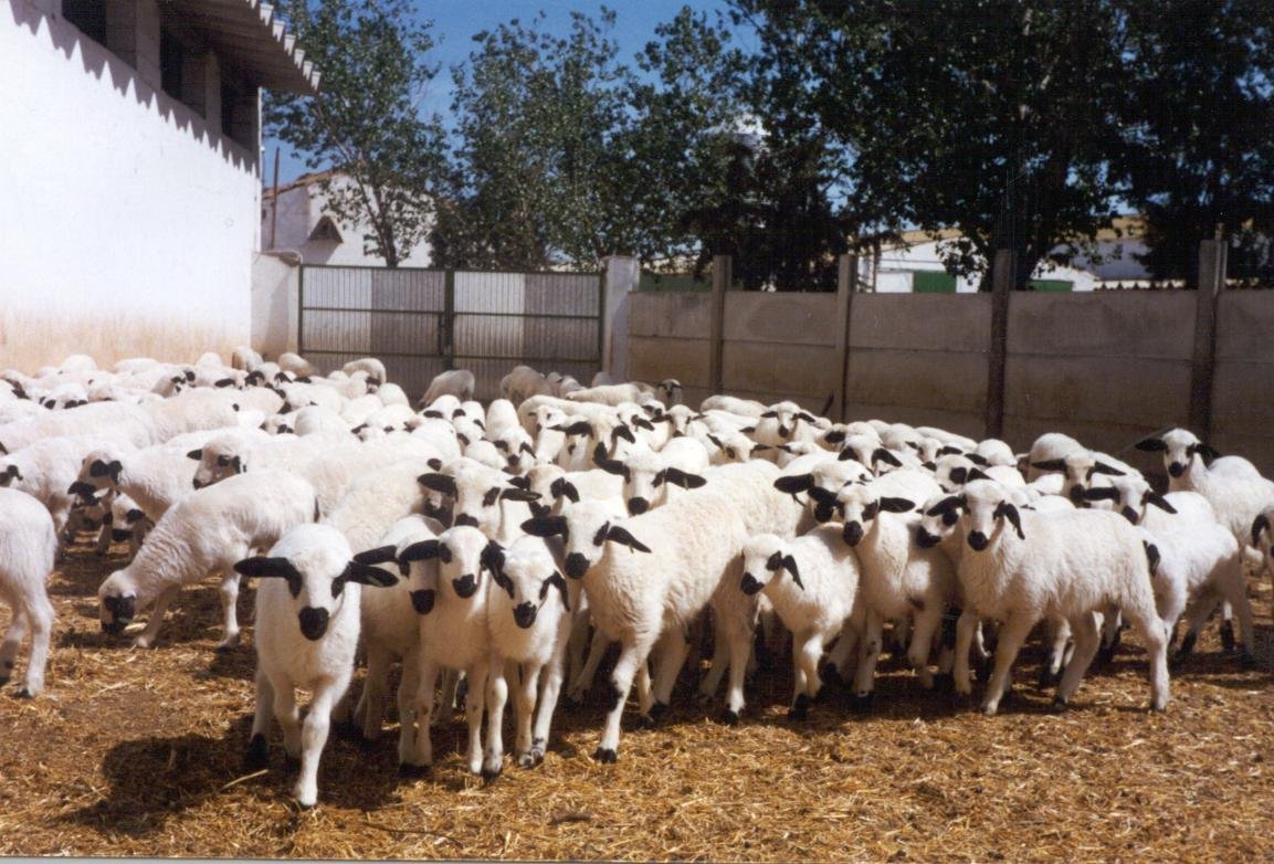 lechazo-igp-raza-churra Lechazo IGP de raza churra, el auténtico cordero lechal de Castilla y León, ideal para asados tradicionales.
